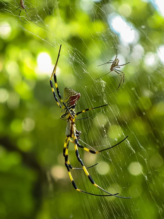 A female and two males