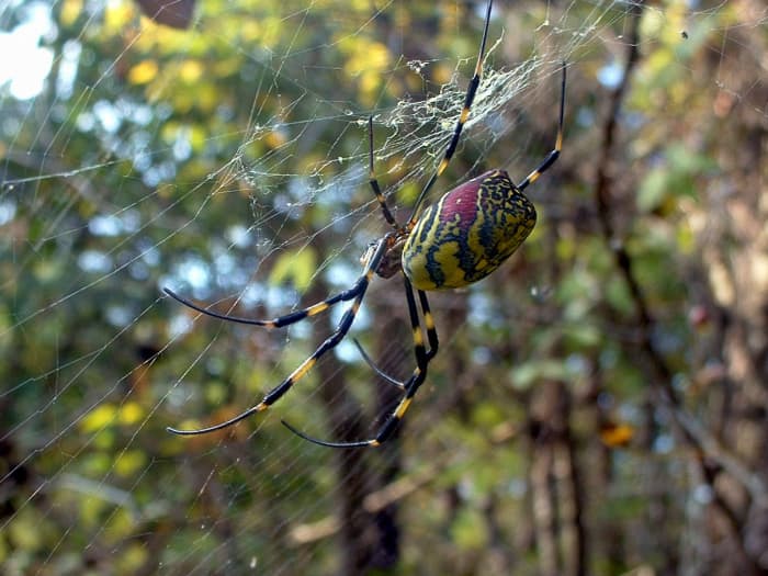 Trichonephila clavata
