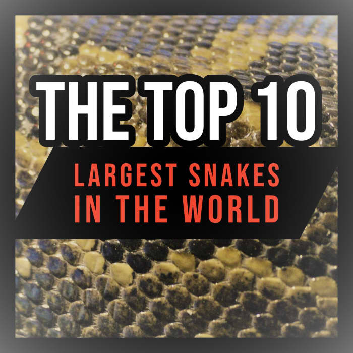 The Top 10 Largest Snakes in the World - Owlcation