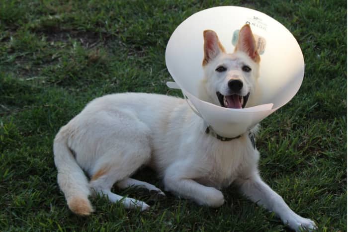 Les séromes sont des bosses remplies de liquide séreux souvent observées après la chirurgie de stérilisation d'un chien