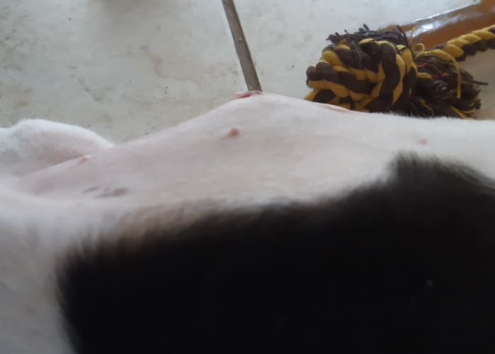 Image d'un sérome chez le chien.  Cette bosse sur l'incision chirurgicale d'un chiot que j'ai élevé s'est avéré être un sérome.