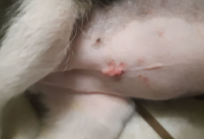 Il est important de surveiller quotidiennement l'incision chirurgicale de votre chiot pour détecter la présence de séromes.