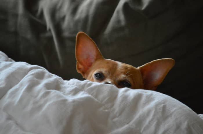 Chihuahuas love to burrow beneath the blankets, which can create a safety issue for the dog.
