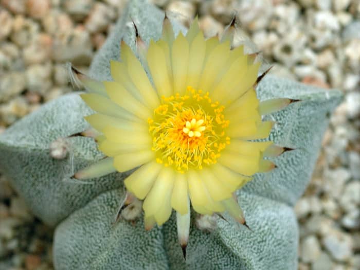 From the endearing star cactus to the glossy cape lily, here are several plants that thrive in south-facing windows.