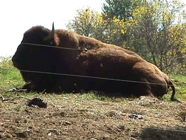 At the Columbus Zoo and Aquarium. At one time, American Bison ran free on the grounds of Annheuser Busch on Rt. 161.
