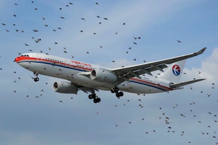 Unaware that the intercom was live in the passenger cabin, the pilot was heard to yell “Flocking birds!” Or, something like that.