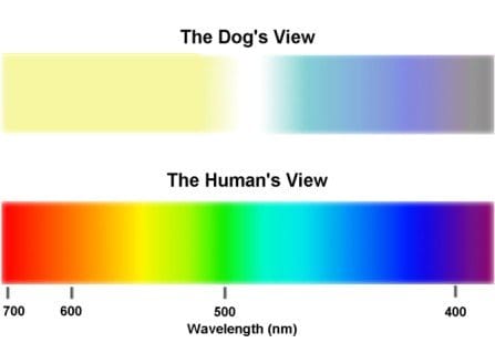 See how the color spectrum is so different between dogs and humans? We have a much more colorful world, but miss out on the scent and proprioceptive skills that dogs are gifted with innately