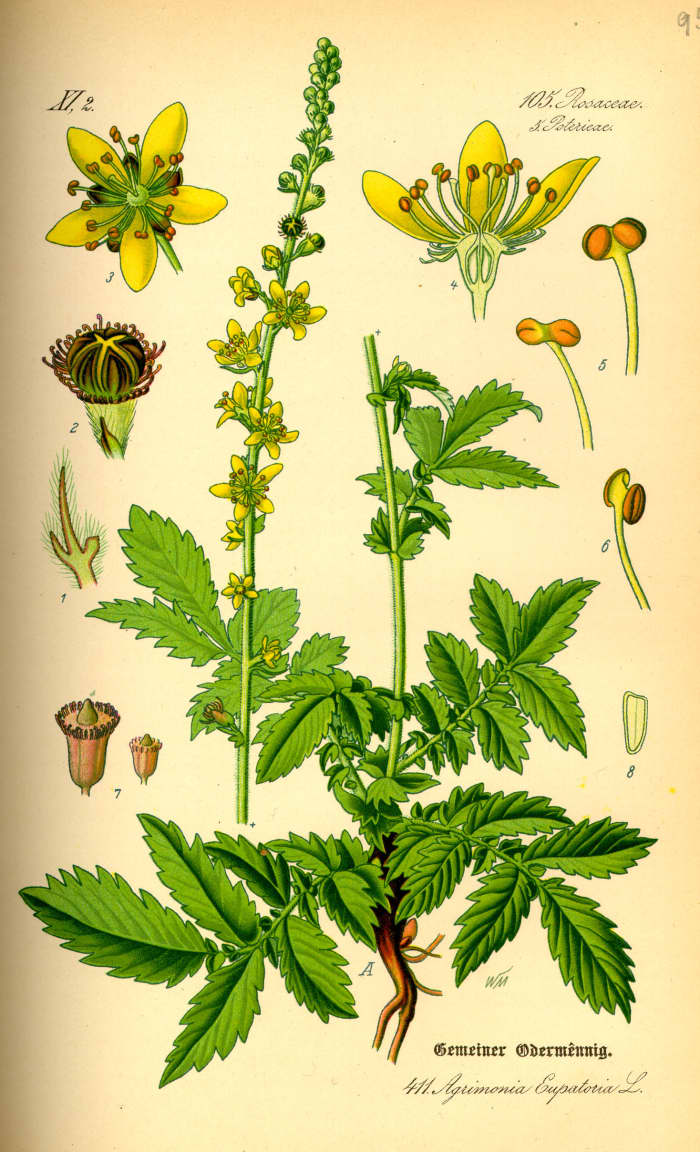 Agrimony is a perennial flowering plant that blooms beautiful yellow flowers. This plant typically thrives in full sun areas such as fields or ditches.