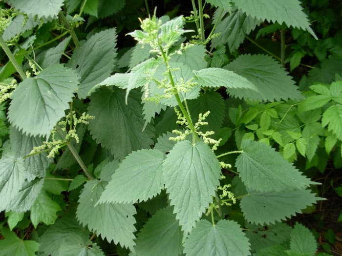 "Urtica dioica Stinging Nettle - Schmitz Park" by brewbooks is licensed with CC BY-SA 2.0. To view a copy of this license, visit https://creativecommons.org/licenses/by-sa/2.0/