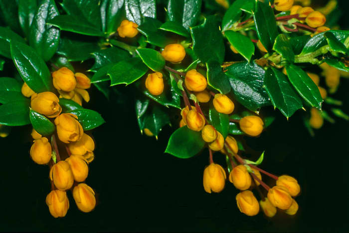 The South American Berberis darwinii at Cambridge Botanic Garden - named for one of the University's most celebrated alumni, and John Stevens Henslow's protege, Charles Darwin