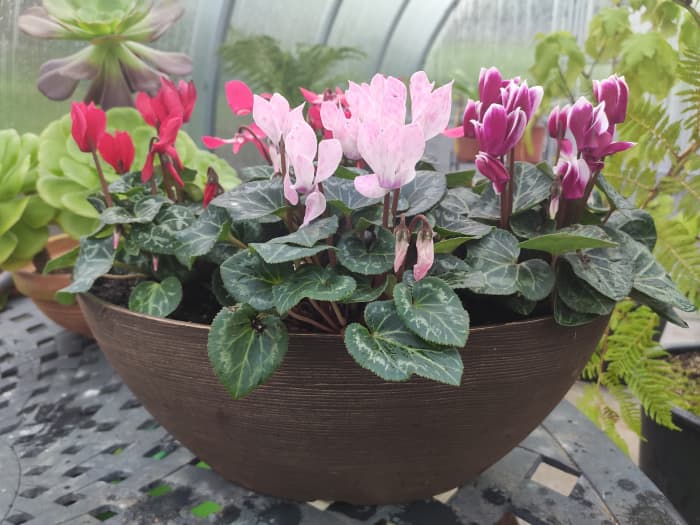 Cyclamen persicum is such a lovely plant, and with the right care, it will flower year after year.