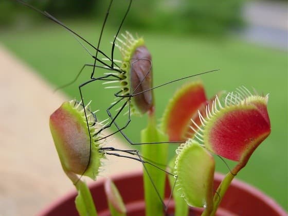 Venus flytraps