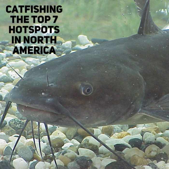 Catfishing the Top 7 Hotspots in North America SkyAboveUs