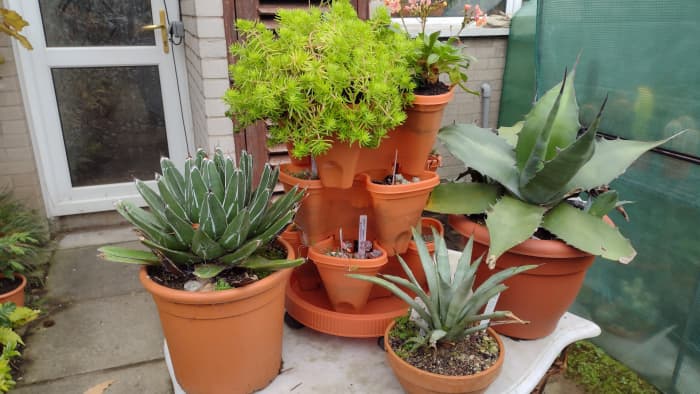 From agaves to sedums, there are many cold-hardy succulents that can survive below-freezing winters.