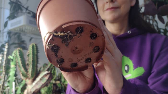 The most obvious sign it's time for a new pot it if your plants roots have started to show.