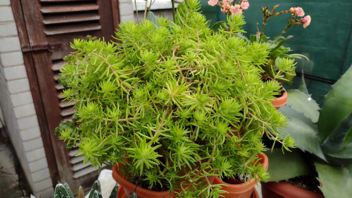 If your plant has stopped growing in spite of getting proper care, it's time to repot.