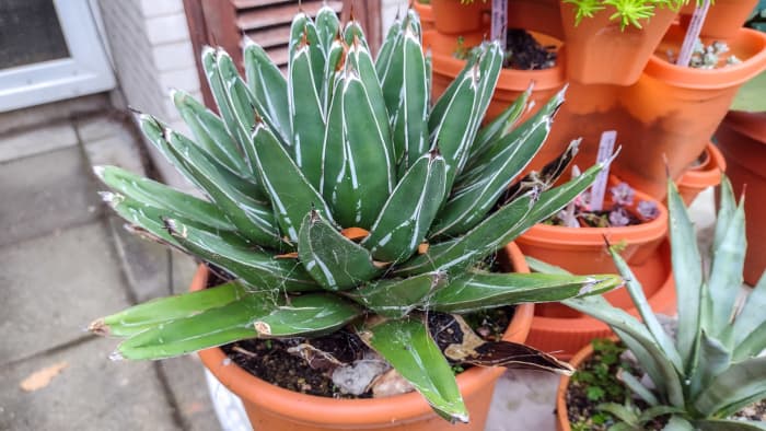 If your plant has been in the same pot and soil for many years, it's time for a refresh (even if it still looks happy and healthy).