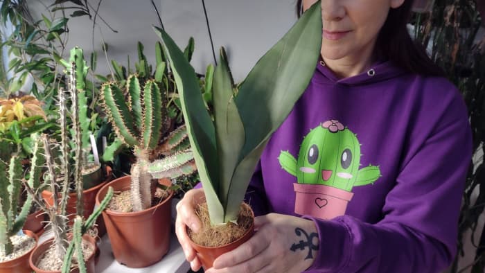 If your plant is tipping to the side, it's a clear sign that a new pot is needed.