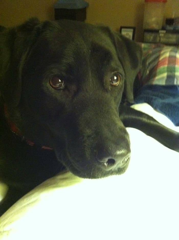 Read on to learn how to train your dog to go to the bathroom on command.