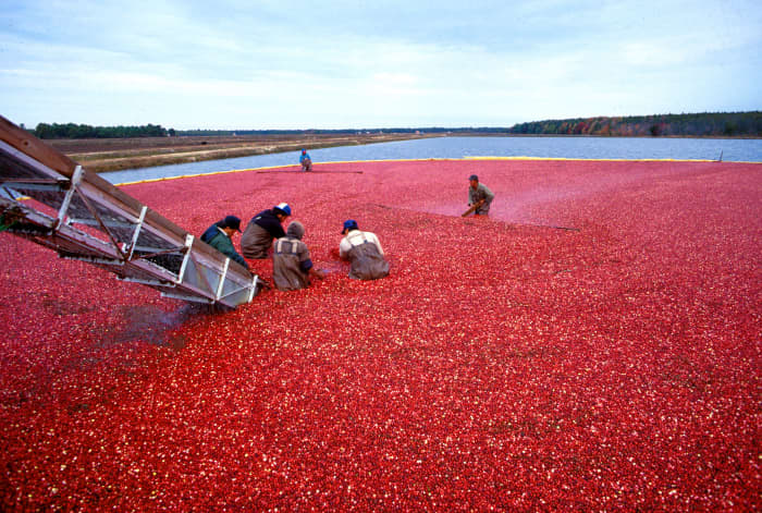 Cranberries being harvested in a New Jersey pond. Cranberries grow naturally in marshes or bogs. Commercially grown cranberries are grown in man-made bogs.