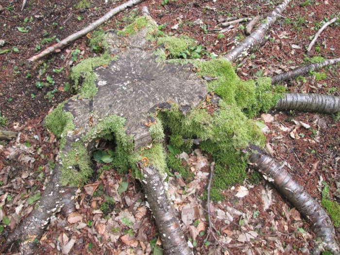 ... Whereas somebody's cut very close to the ground here, and exposed the rings that give the tree's age. No great age in Epping Forest terms, though