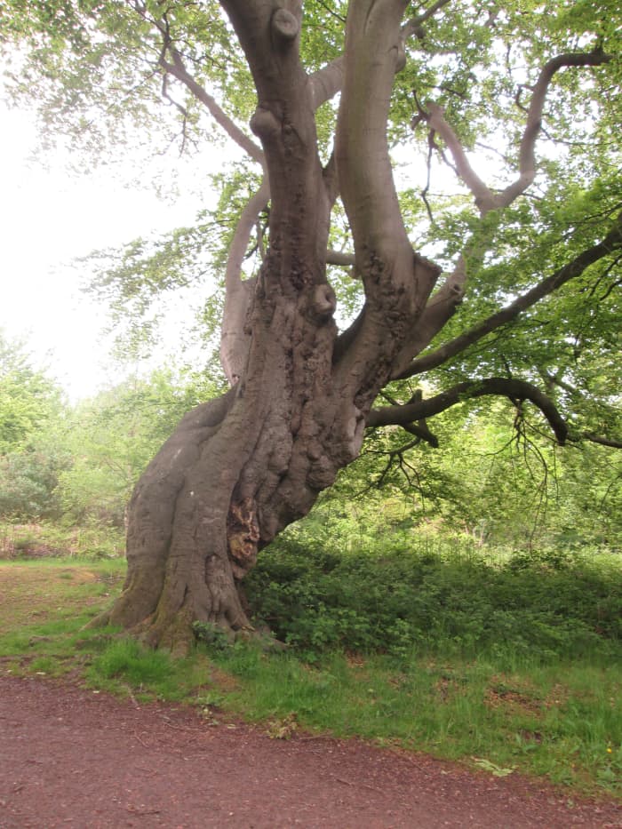Looks like a pair of trees wrapped closely around each other. I nicknamed this 'the elephant tree' (you might've seen it from the more obvious angle in an earlier page on this forest, reputedly the oldest in England at least)