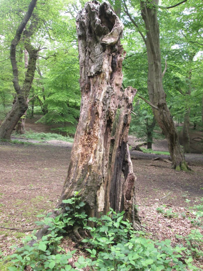 Like an old tooth that needs to be extracted, a stump stands defiant. Gravity can wait