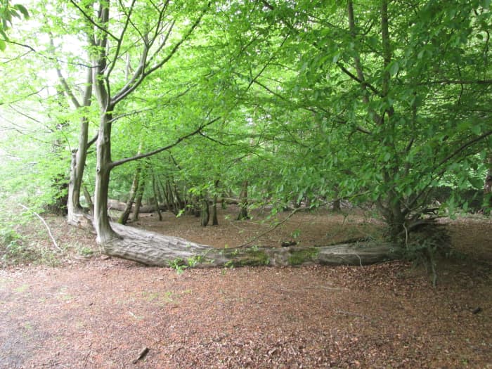 Seen from another angle - it looks weird, doesn't it, when you see a tree 'snake along the ground' and suddenly rear up skyward. This is close behind the 1930 Tea Hut near the Robin Hood roundabout on the Epping New Road.