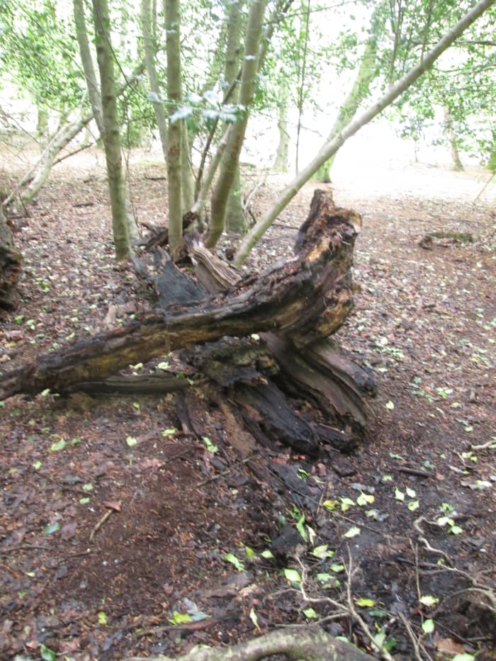 The same earth used anew ... These saplings are close together and may one day grow into one, and compete for moisture