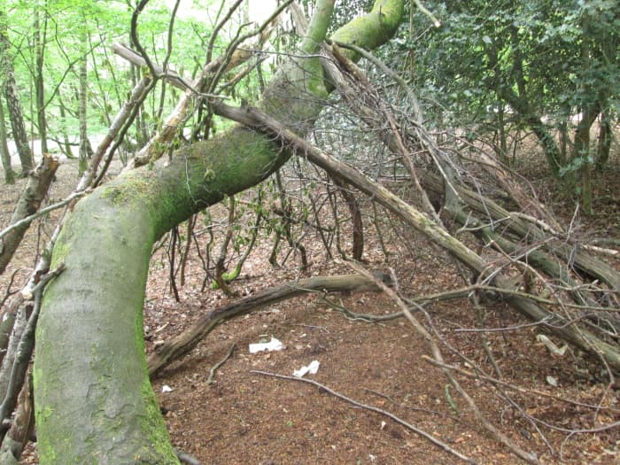 Somebody's used this to erect a sort of practice shelter. Woodcraft Folk often find old trees to festoon with fallen branches,