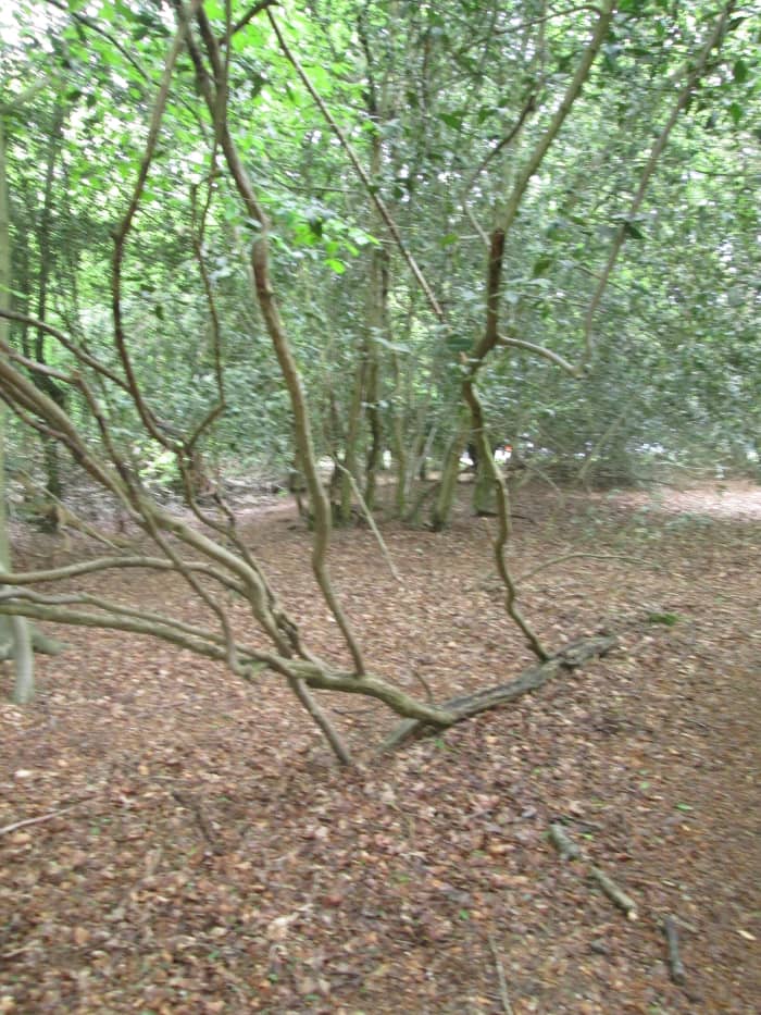 A bough drops from a tree, nature takes a turn and new shoots grow from the 'orphan' bough. Happens more often than you'd think. Look around next time you visit your local natural woodland.