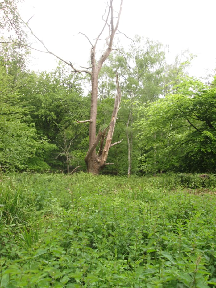 Green all around, this old timer won't yield to fate, regardless of whether or not the sap still runs ...