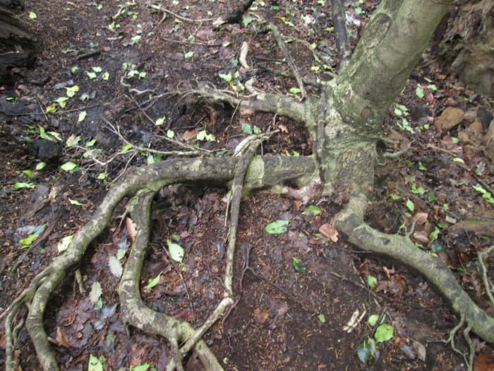 A 1970's London Buses advertising slogan ran, "Our routes pass your branches". There are no branches near these roots