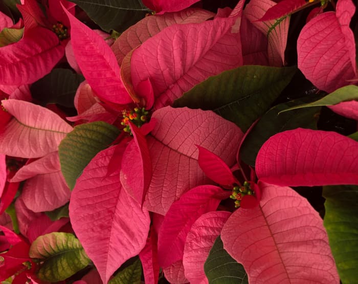 The deep pink poinsettia has not surpassed the red and white ones in popularity, but it is still highly popular.