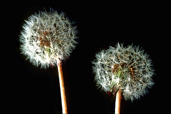Any subject from the world of flora can make a good subject. In this case the delicate and intricate seed heads of the common Dandelion, generally thought of as a weed