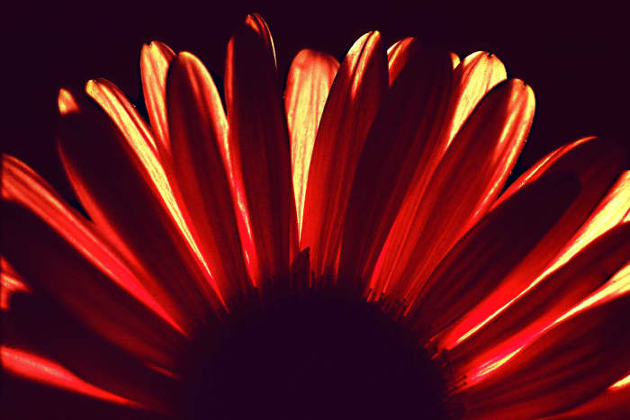 Close up of a Dahlia flower, lit from behind with an ordinary household lamp. Ordinarily photos work best with the light shining on the subject from the front or side, but light shining through petals from behind can really enhance their appeal
