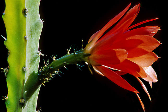 One of the many large flowered Epiphyllum cacti. In their native South America, these cacti are unusual in that they grow, not in the desert, but attached to the branches of forest trees