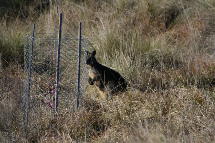 Today I only spotted one wallaby. As you can see, it is much smaller than the kangaroos. Without a tree guard, tiny saplings don't last long around here. :)