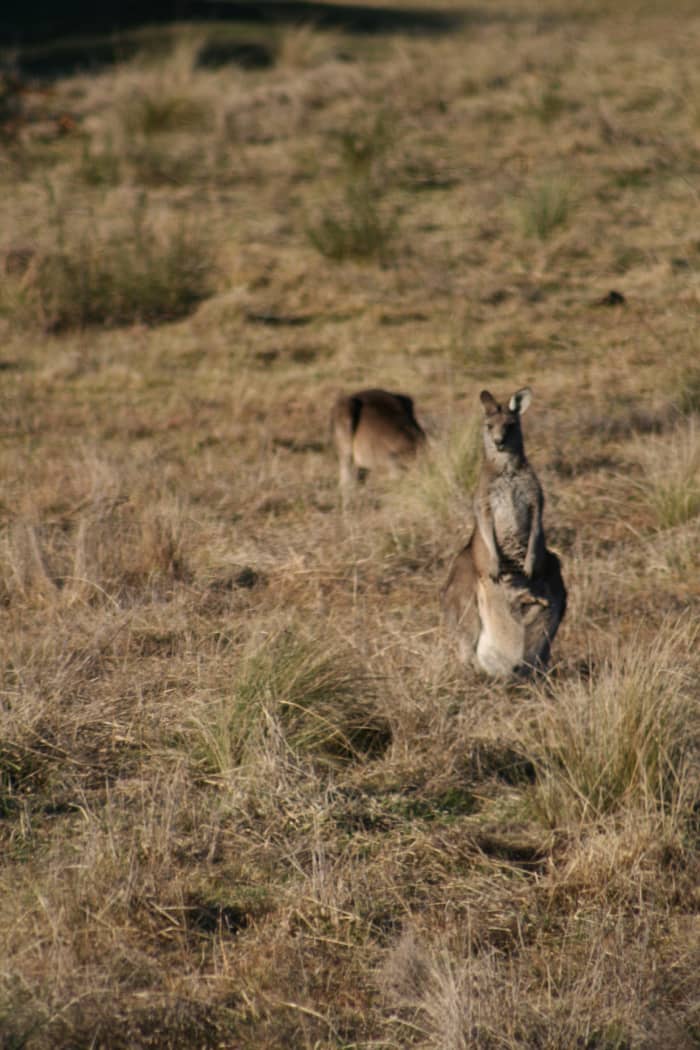 The joey in this kangaroo's pouch is resting close to the ground between her feet when she's standing. Her pouch will lift above the ground when she raises herself on stretched legs to hop away