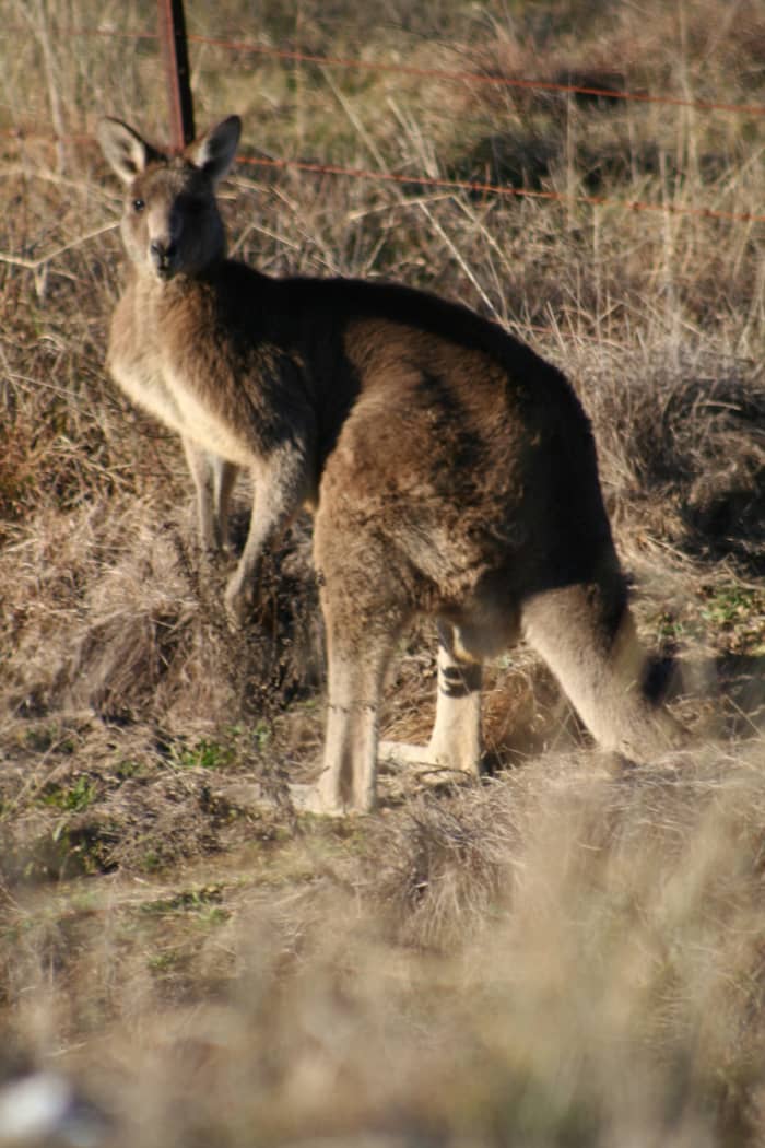 This kangaroo is a regular visitor to my home. Probably an old male, it stays at a distance from the rest of the mob and has repeatedly ventured closer than the others.