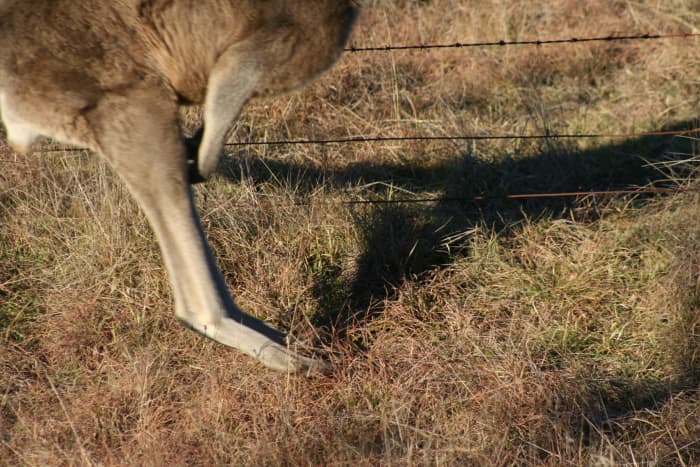 Kangaroos rest on their long foot, but bounce on just the lower part of the leg when hopping.