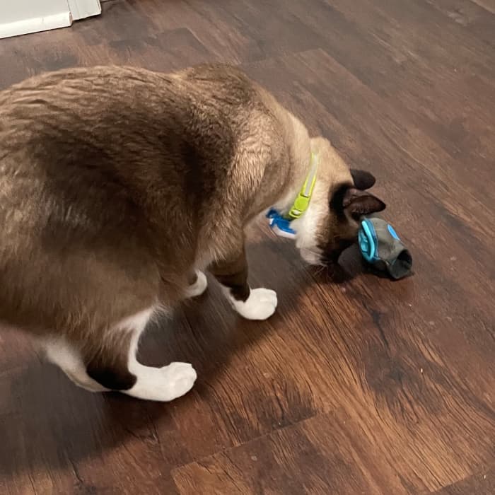 Hiding treat-dispensing toys around the house is a great way to get your cat up and moving...or hunting!