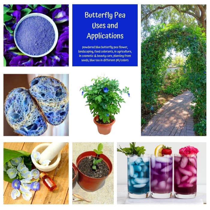 Butterfly pea (Clitoria ternatea) has wide applications not only in the medical but also in food, agriculture, cosmetic and beauty care, and landscaping/gardening.