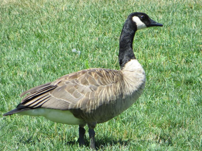 The Canada Goose is a protected species in Canada. I took this picture at Memorial Park in Port Credit, Mississauga, Ontario.