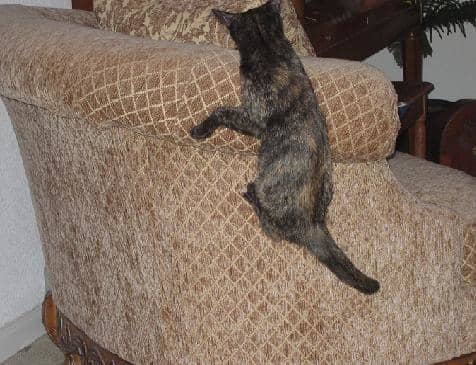 This is not a naughty kitty at play no matter how much it looks like one. This is a cat improving your home through "tough love."