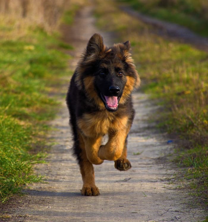 Немецкие овчарки — активные собаки, которые любят бегать.