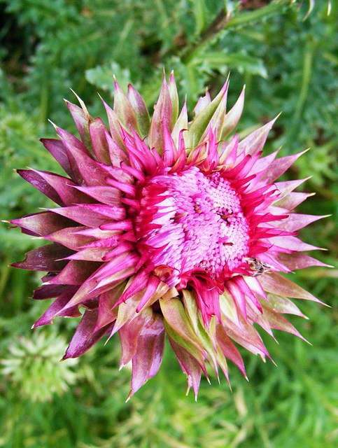 Milk Thistle flower