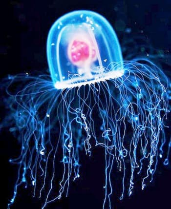Turritopsis dohrnii, also known as the "immortal jellyfish," is the only animal on earth that can theoretically live forever, utilizing a rare cellular process known as "transdifferentiation."