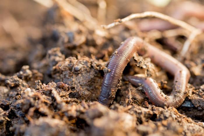In 2018, Russian scientists thawed out some worms frozen in permafrost. They were extremely surprised to find some of them move and begin eating, and even more shocked to learn that one of them was 42,000 years old!