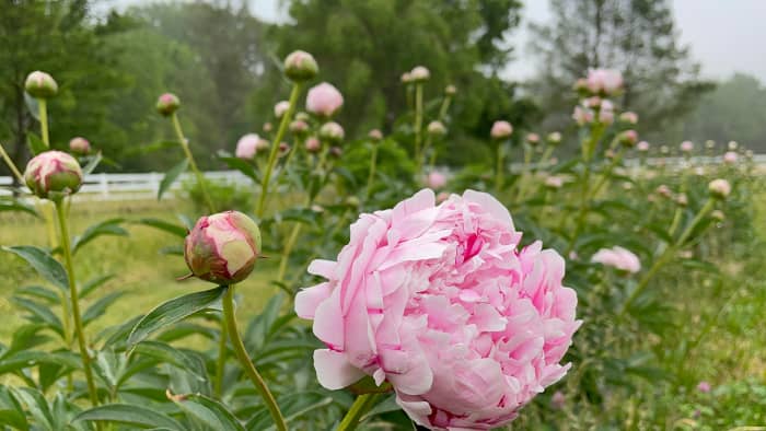 To ensure gorgeous peony blooms like this in spring, cut your plants back almost to the ground in fall.